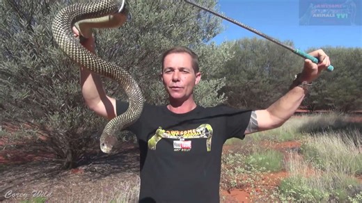 Handling Australia's deadly king brown mulga snake during a venomous reptile encounter