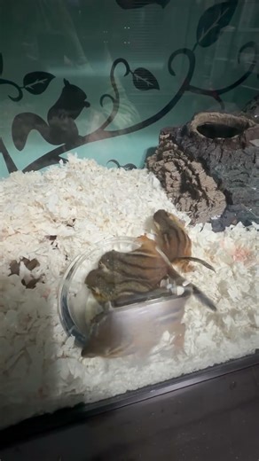 Baby Chipmunks Eat Formula-Soaked Henry’s Blocks #wildliferescue #squirrels #babychipmunks
