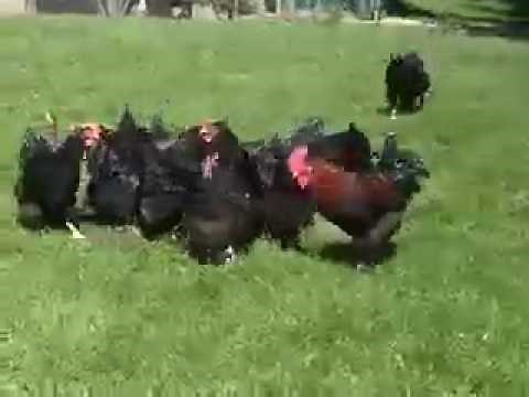 La poule aux oeufs d'Or YouTube