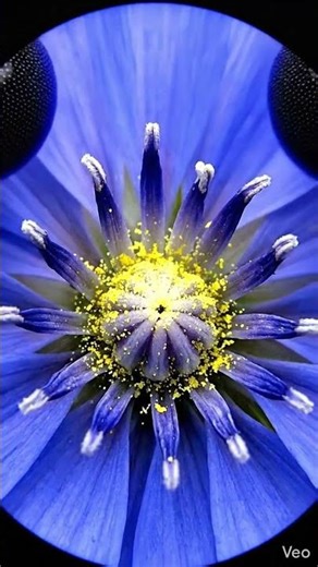 How a Bee Actually Sees the World