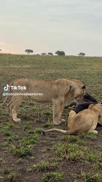 Tanzania Safari Lioness Feed: Serengeti Predator Encounter