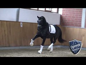 2023 BLACK STALLION BY DESPACITO