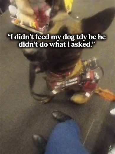 Understanding Service Dogs: Training and Expectations