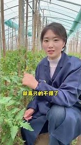 Mastering Tomato Farming: Essential Tips for Rural Farmers