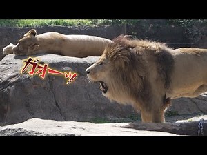 ライオンの遠吠え＆交尾【lion's roar. lion mating.】