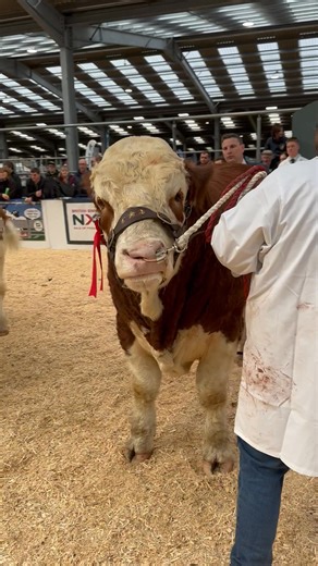 British Simmental Cattle Society on Reels
