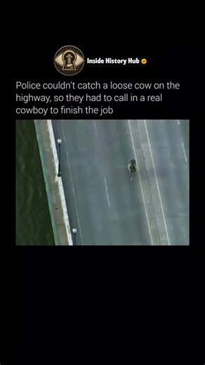 Inside History Hub on Instagram: "In 2022, an unusual scene unfolded near Interstate 40 in Oklahoma City when a cow escaped and wandered directly into moving traffic. Vehicles slowed as the animal drifted between lanes, creating a tense and dangerous situation that ordinary traffic control methods could not easily solve. Officers on the scene quickly realized that managing livestock required a very different kind of expertise than standard highway response. Follow @insidehistoryHub for more 😇 T