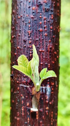 Fastest Way to Grow Fruit Trees 🍎🚀 Grafting Trick! #Grafting #FruitGrafting #PlantGrafting #Shorts