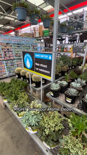 Awesome Plant Alert!!! 🚨 Head over to @homedepot now to check out some of the incredible plants by Smart Planet that are stealing the spot! It’s time to refresh your plant collection! 🤩 #succulents #plants #homedepot #smartplanetplants #homedepotplants #cactus #outdoorplants #plantcollection #plantdecor #euphorbia | Smart Planet Plants
