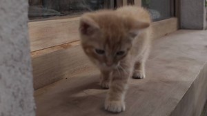 【YKK AP公式】窓と猫の物語 「幼なじみ」篇 メイキング Story of a window and a cat "childhood friend" 「 窓と猫の物語 「幼なじみ」篇 」のメイキングムービーです。是非ご覧ください。 | YKK AP Inc.