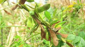 soybean pests. soybean crop failure