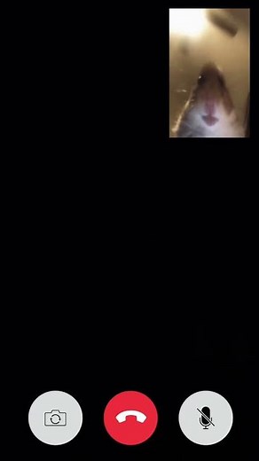 Hamster calling 1hour meme