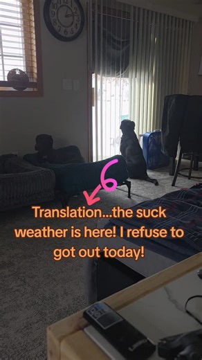 #kandykane is making her feeling known about the suck weather! | The adventures of Kandy Kane & Kaysee Kay