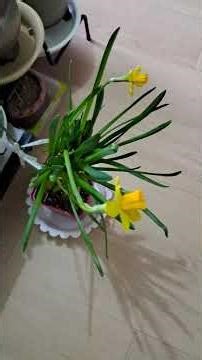 수선화 꽃이 피었어요. 이쁘요.❤️🌾⚘️