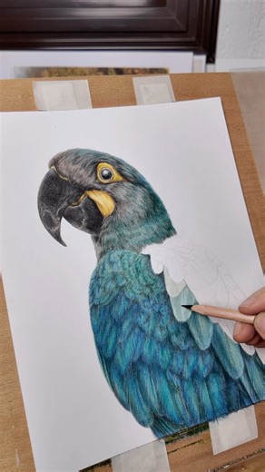 Natalie Öberg Artist on Instagram: "The rarest macaw in the world (possibly extinct) Glaucous macaw is named after its beautiful turquoise feathers. The word ‘glaucous’ is derived from Ancient Greek and means ‘blue-green’ or ‘blue-grey’. I am relying on a few photos of speciemen skins to reproduce this amazing colour in my illustration. . #glaucousmacaw #macaw #araras #arara #pencilart #colouredpencils #coloredpencils #coloredpencilart #birdary #parrotart #parrotdrawing"