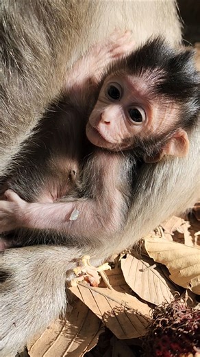 beautiful lovely cutie baby monkey stunning anxiously #shortvideo #shortsfeed #shorts