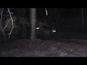 These Screams Aren’t Human — Bobcats Howling in the Dark