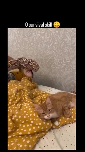 Miss_ Nandini _🌼🍁 on Instagram: "The video features an orange and white tabby cat lounging comfortably on a bed with yellow polka-dot blankets. A person off-camera is holding a large, realistic-looking snake plushie (patterned like a python or boa). ​The plushie "approaches" the cat with its mouth wide open. Instead of running away or hissing, the cat simply watches it with a look of mild curiosity. The plushie then proceeds to "bite" and cover the cat’s entire head. The cat doesn't fight back