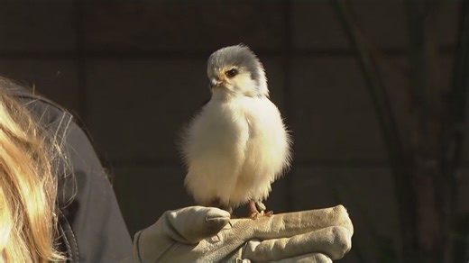 Zoo Day | Meet the African pygmy falcon