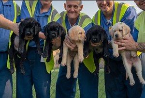 'Pet Pals TV': ICAN recruits Indiana inmates to help train service dogs