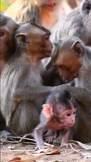 Really happy for the little monkeys