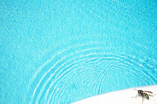 Wasps/Bees By Your Pool? Here’s How To Keep Them Away - PestLockDown