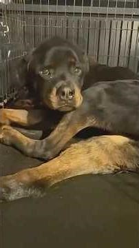 Severely Weak Dog Rescued from Roadside Begins a Brave Fight to Recover