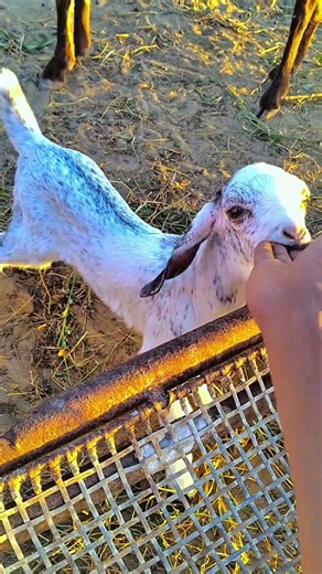 goat 🐐 #new #trending #video #youtubeshorts #ytshorts