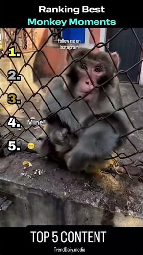 Top 5 Funniest Monkey Moments 😂 | Try Not To Laugh #shorts