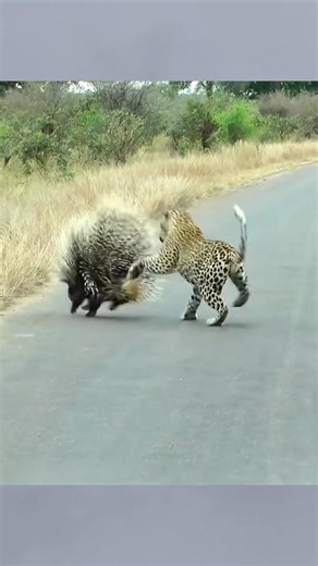 leopard attacks porcupine and ends up with prickles all over his body. #animal #wildanimals | Jungle Key Baatay