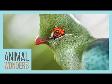Turacos! Little Known Wonders