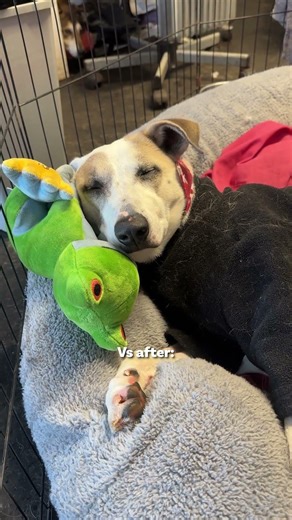 Our rescue dogs before & after their breakfast 😂💤 #funny #rescuedog