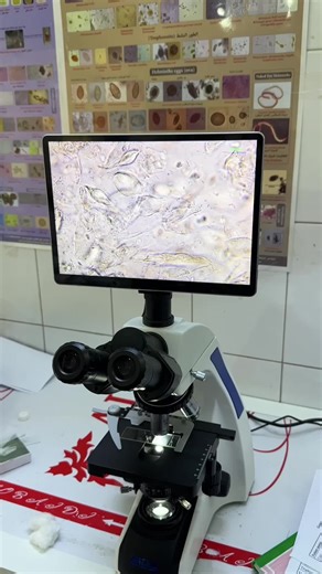 Exploring Microorganisms with Digital Microscopy