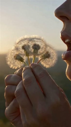 Softly Blowing Dandelions in Slow Motion 🌱 | Relaxing & Satisfying