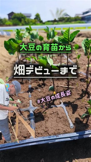 大豆の育苗から畑デビューまで（成長姿に感動✨️）#大豆の栽培#大豆 #育苗
