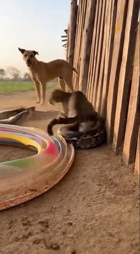 Mother Cat Hisses at Python to Protect Kittens Causing Dog to Freeze in Fear