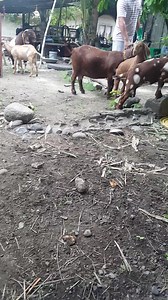 Amazing goat farm | Ako ay magsasaka