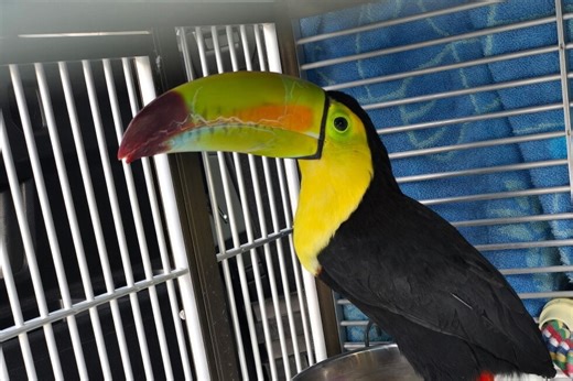Toucan seen flying around Sin City has been rescued