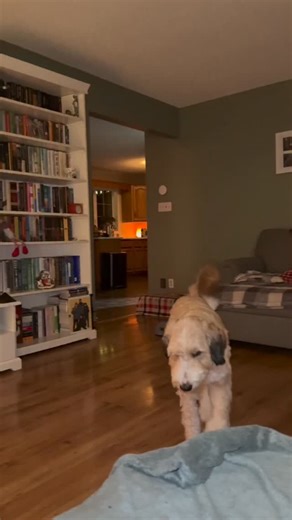 Tattoo Worthy Adventures on Instagram: "Bernedoodle X-Mas #bernedoodle #dog #doodle"