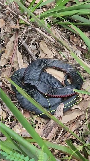 Red Belly Black Snake Wildlife of Australia