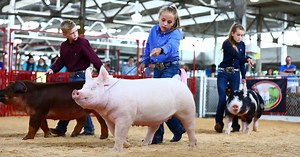 Biosecurity at Pig Shows
