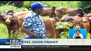Kalonzo goes back to herding cattle after undergoing Azimio 'character development'... #FeelGoodFriday | NTV Kenya