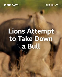 Even away from the herd, a bull is a formidable opponent for these lions. | BBC Earth