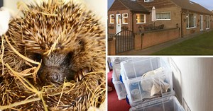 Inside the hedgehog house where couple live with 67 furry friends