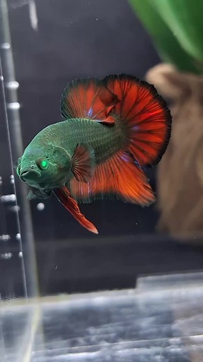 Hulk Betta Fish - Stunning Green Avatar in Action