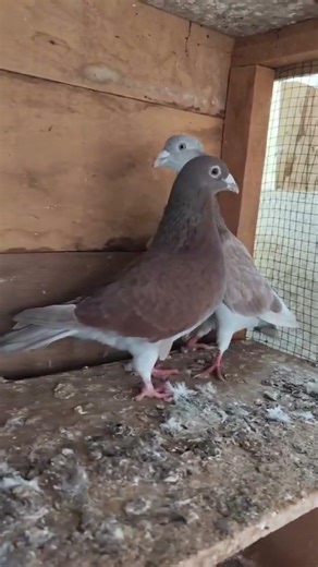Colorful Racing Pigeons Waiting for Freedom 🕊️ | Beautiful Homing Pigeons in the Loft