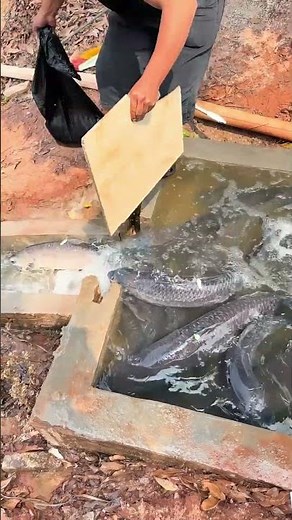 Stocking Big Fish to Attract Anglers | Paid Fishing Pond