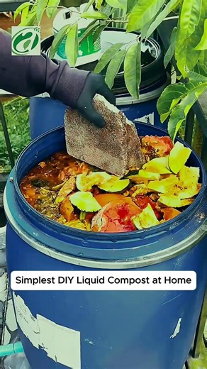 Simplest DIY Liquid Compost at Home #viral #youtubeshorts #shorts #diy #compost