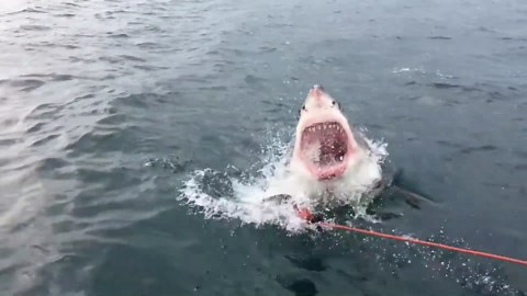 Incredible great white shark breach captured up close!