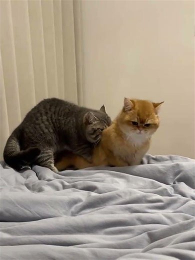 Unveiling the Secret: Do You Know Your Friend's Gender